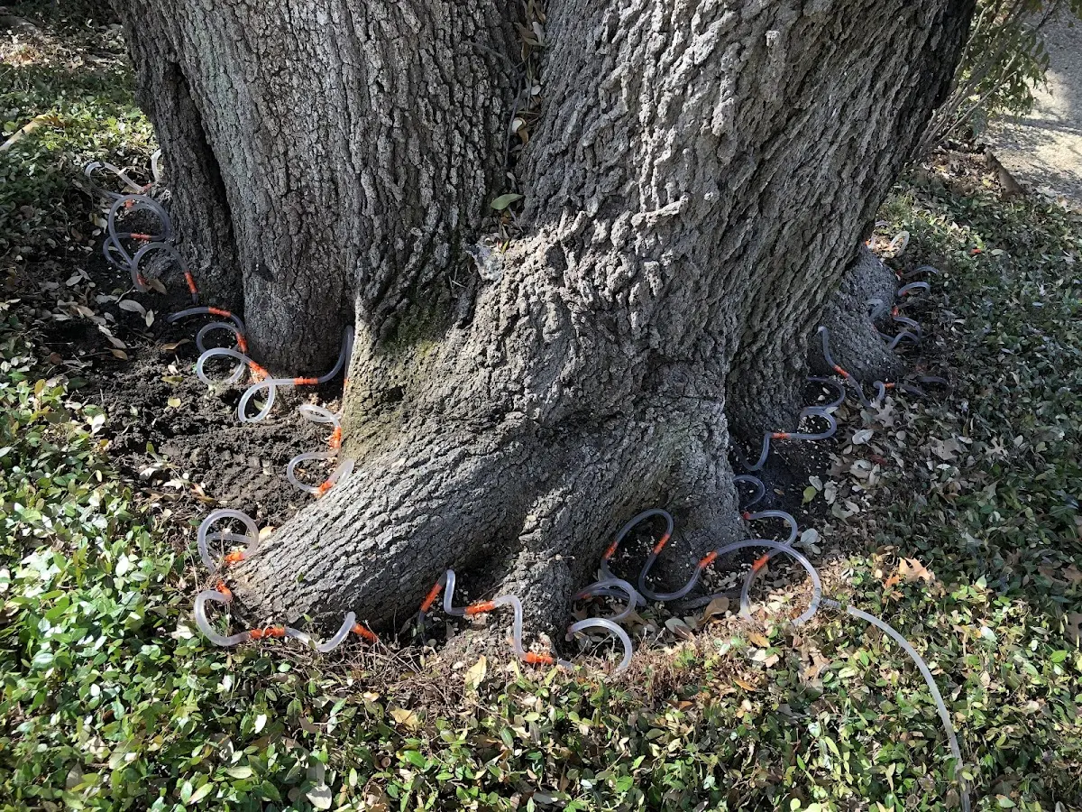 Detailed Tree Cabling and Bracing job site in Calcium