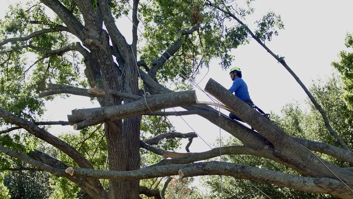 Professional Crown Thinning performed by certified arborists in Calcium