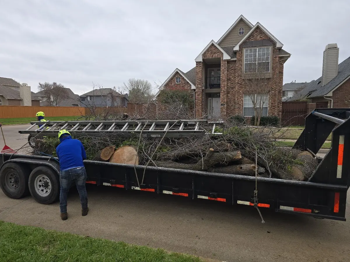 Expert Tree Removal with proper safety equipment in Calcium